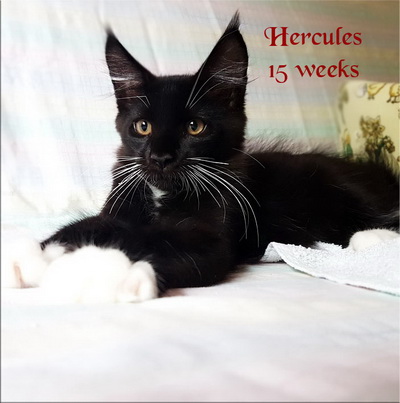 Hercules15