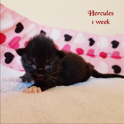 Hercules1w1