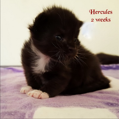 Hercules