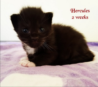 Hercules