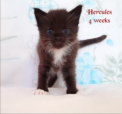 hercules4