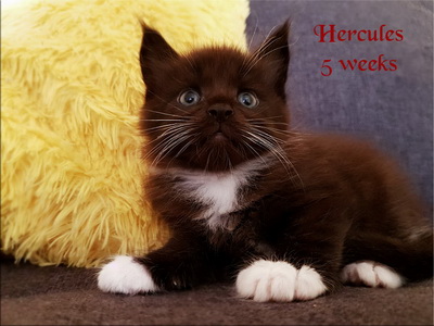 hercules5