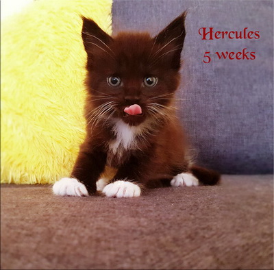 hercules5