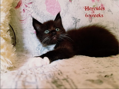 hercules6