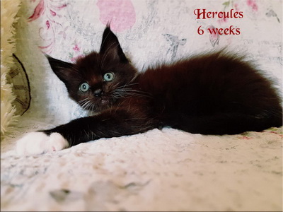 hercules6