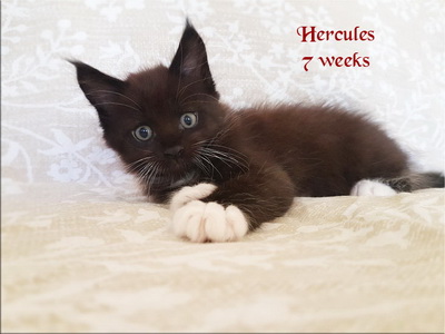 Hercules7