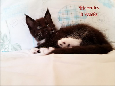 Hercules8