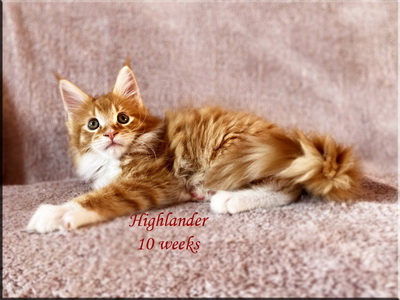 highlander10weeks