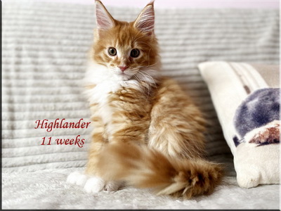 highlander11weeks