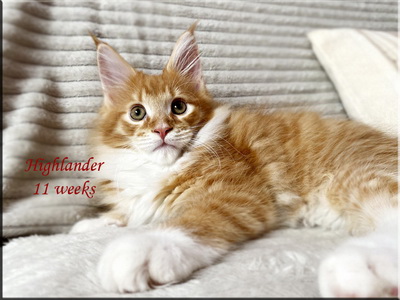 highlander11weeks