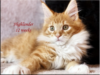 highlander12weeks