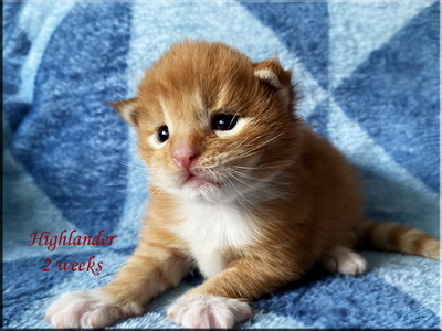 highlander2weeks