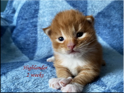 highlander2weeks