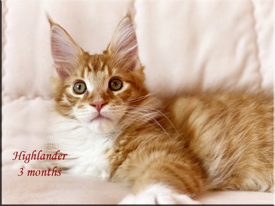 highlander3months