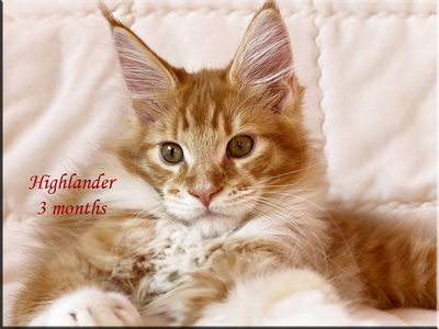 highlander3months