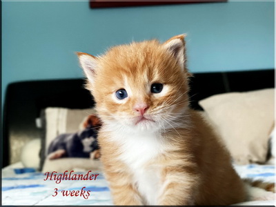 highlander3weeks