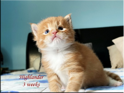 highlander3weeks