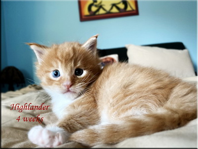 highlander4weeks