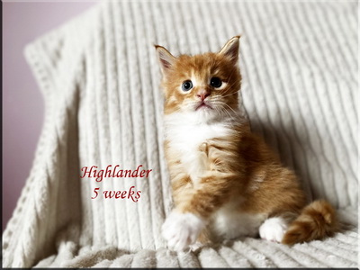 highlander5weeks