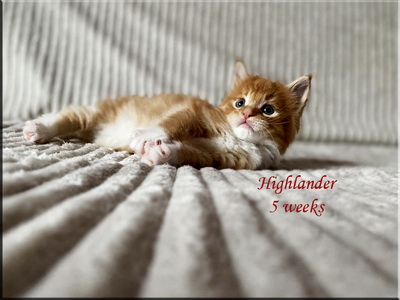 highlander5weeks