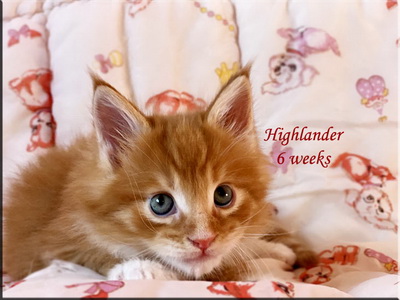 highlander6weeks