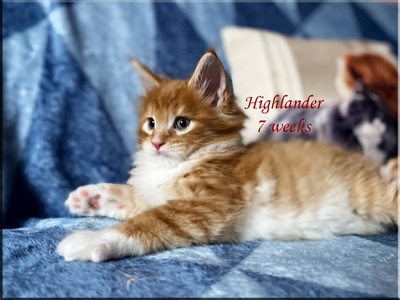 highlander7weeks