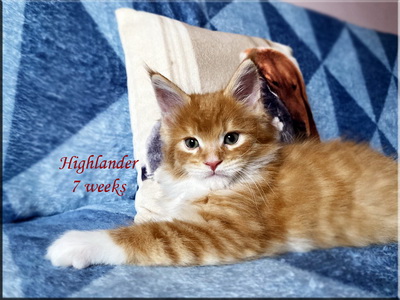 highlander7weeks