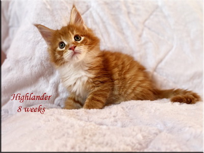 highlander8weeks