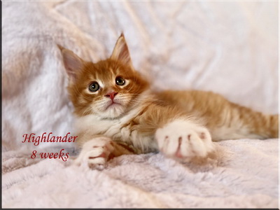 highlander8weeks