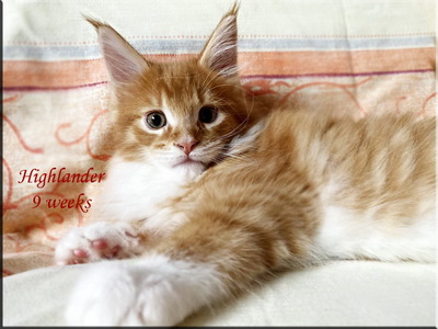 highlander9weeks