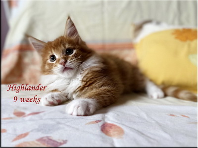 highlander9weeks