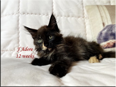 jadore12weeks