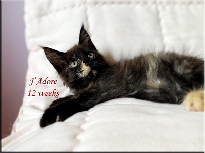jadore12weeks