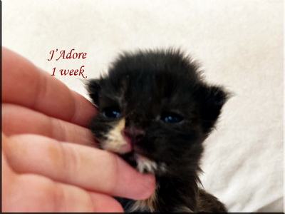 jadore1week