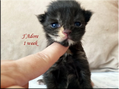 jadore1week