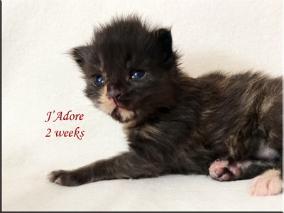 jadore2weeks