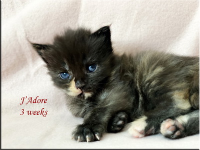 jadore3weeks
