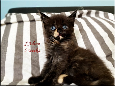 jadore5weeks