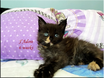 Jadore6weeks