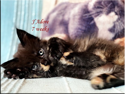 jadore7weeks