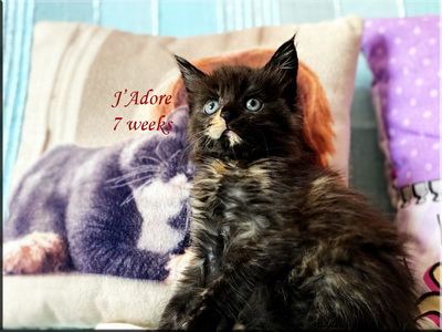 jadore7weeks
