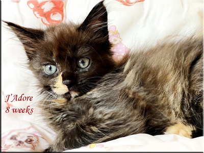 jadore8weeks