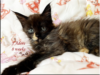 jadore8weeks