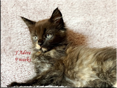 Jadore9weeks