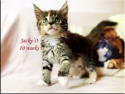 jacky010w