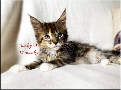 jacky11w