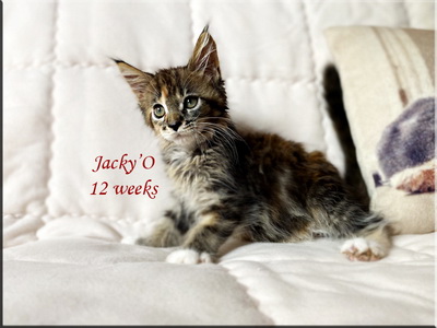 jackyo12weeks