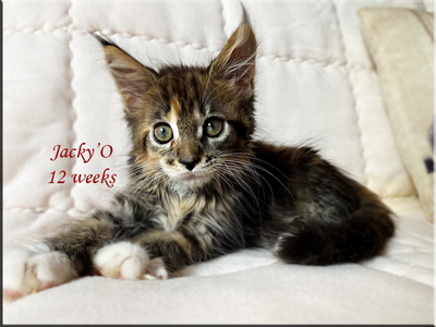 jackyo12weeks