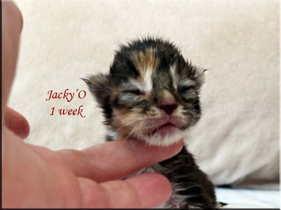 jackyo1week
