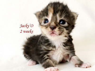 jackyo2weeks